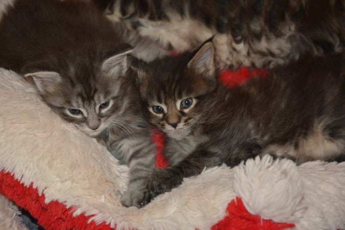 10592747_10207051182492054_362525244186410179_n