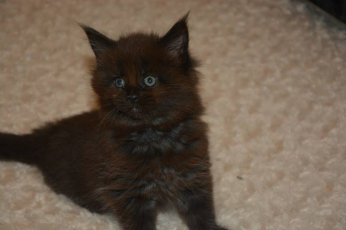 11057214_445771445631227_3691497721228928437_n