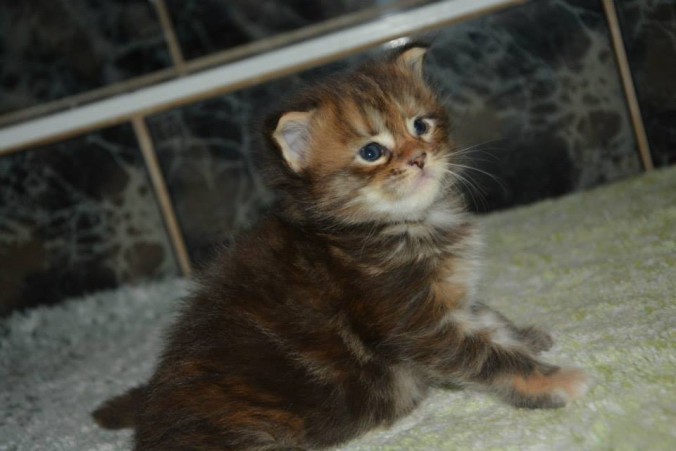 11169166_438169163058122_4684797628589612176_n