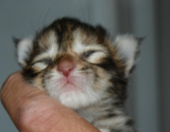 11737889_432053187003053_5287521550819350969_n