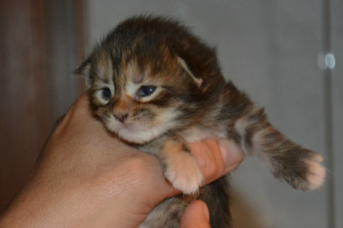 11751799_434722560069449_6137879992109603657_n