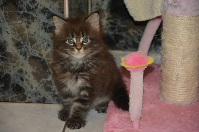 11781698_445764782298560_8335218020358838350_n