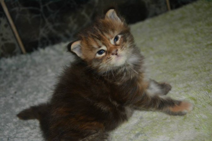 11800509_438169243058114_6902907132756567174_n