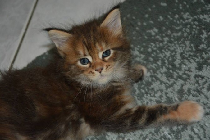 11855755_443136855894686_918207424675254846_n