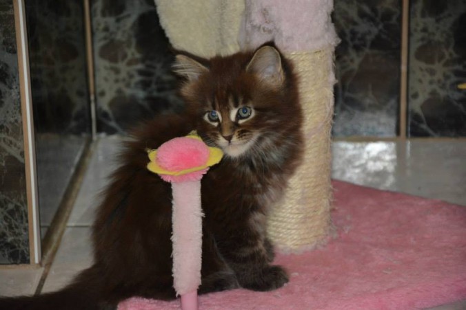 11880357_445764955631876_4928188108366924681_n