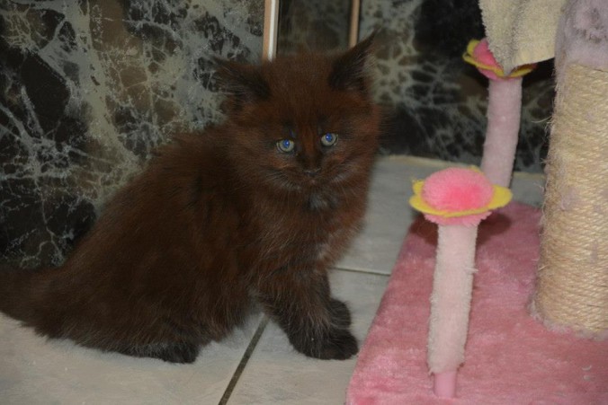 11880570_445770292298009_5065595453257087092_n