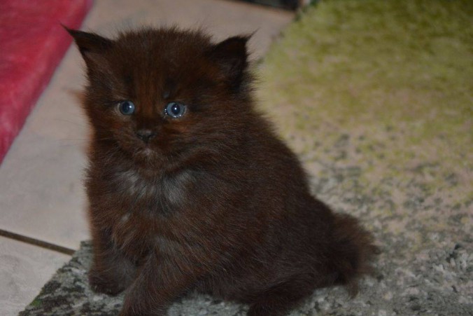 11899803_10206274433193807_7295093983934803948_n