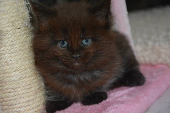 11899843_10206274472714795_8659556892633237124_n