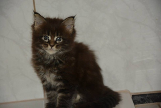 11903886_445765808965124_5846920708310051024_n