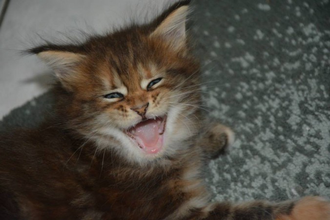 11903967_443136902561348_2743023751383935456_n