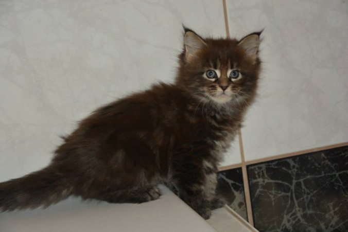 11949477_445765828965122_751600283677704421_n