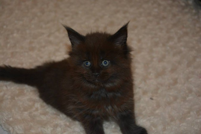 11949527_445770268964678_8479512893253834871_n