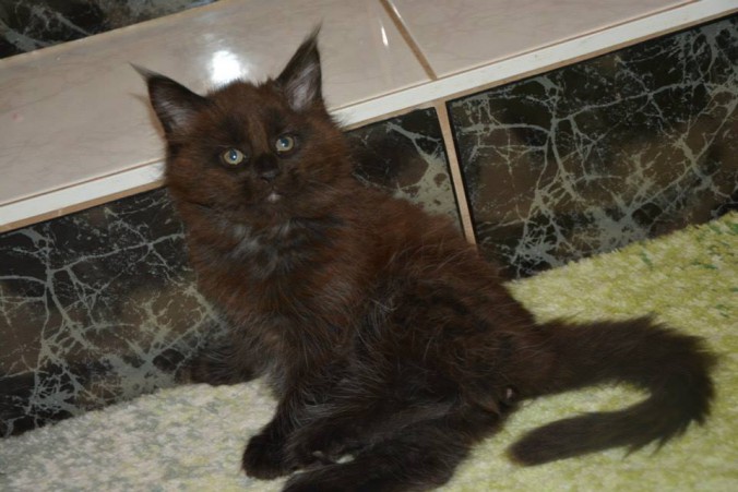 11954579_10206432071254660_1247119215715735685_n