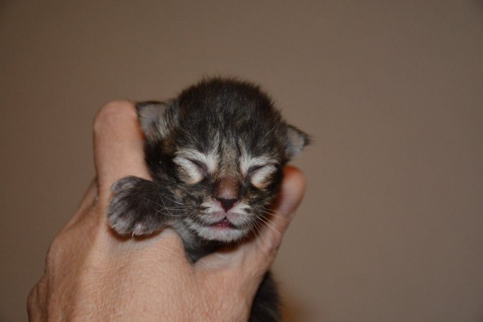 12278993_10206860184357220_3810184143865527385_n