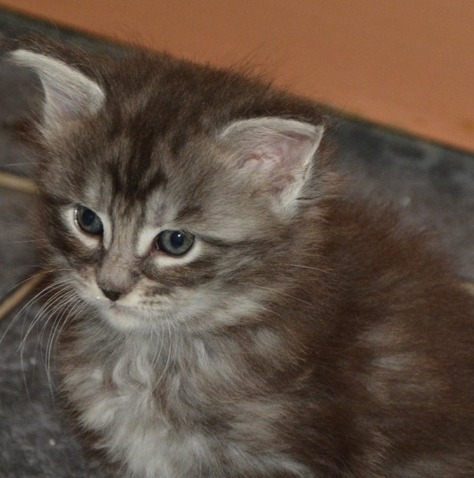 12401777_10207051242013542_5746507826318848093_o