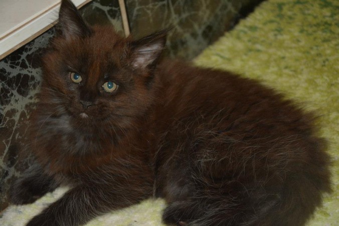 1510986_10206432070334637_6503696378913456532_n