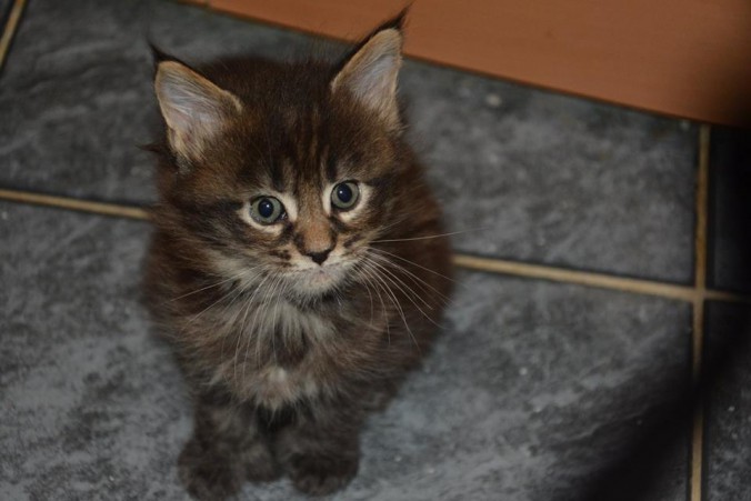 1923591_10207051195932390_7095119499601844447_n