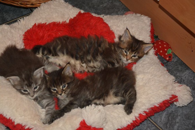 5886_10207051187492179_466047244393083477_n