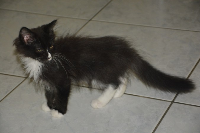 len (1)