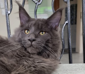 Stanley de Liberty Valley